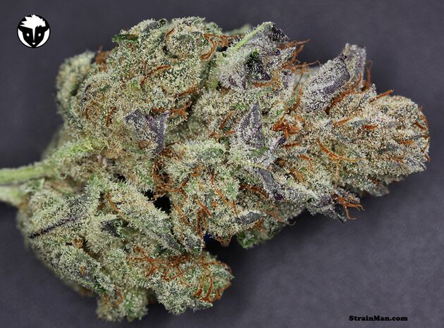 501st O.G. Regular cannabis seeds by Rare Dankness for indoor and outdoor – image 2