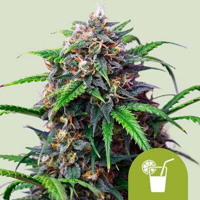 Auto Purple Lemonade