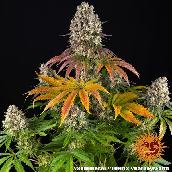Graines de cannabis Sour Diesel féminisées de Barney's Farm pour intérieur et extérieur – image 3