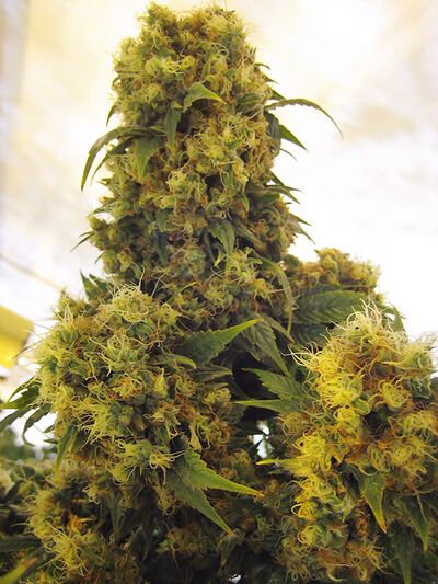 Critical Skunk Regular