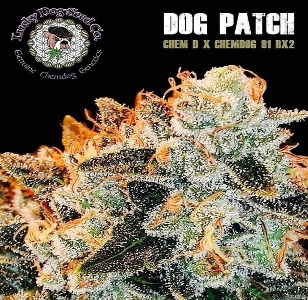Cannabissamen Dog Patch Regulär von Lucky Dog Cannabis Co. für Indoor und Outdoor – Bild 2