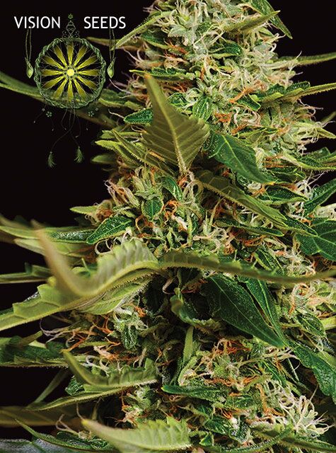 Super Skunk feminised cannabis seeds by Vision Seeds for indoor and outdoor – image 2