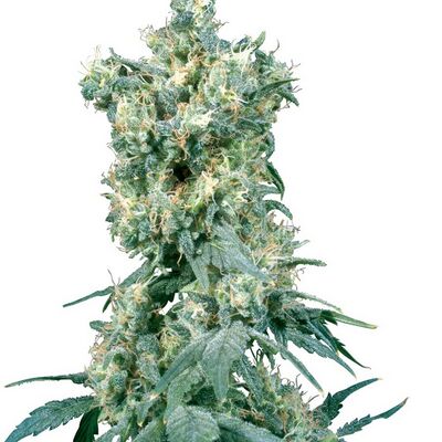 American Dream Regular