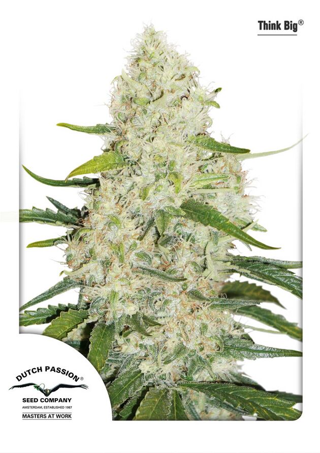 Auto Think Big feminised cannabis seeds by Dutch Passion for indoor and outdoor – image 2