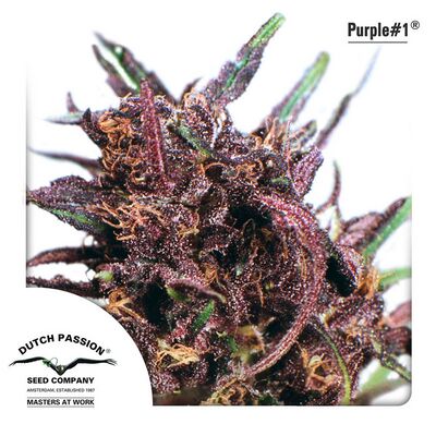 Purple Nr. 1