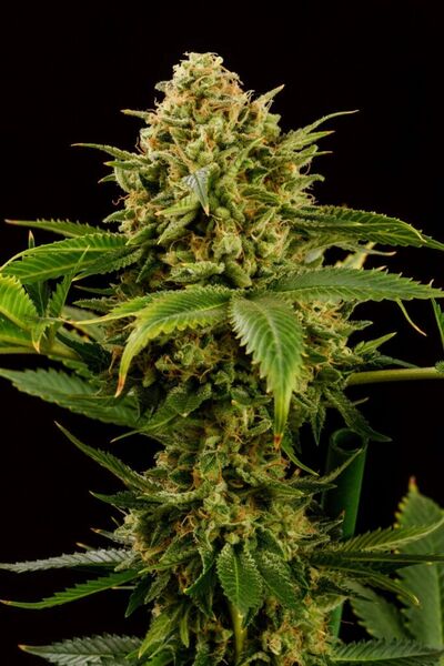 Monkey Grease