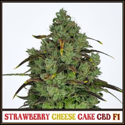 Strawberry Cheese Cake CBD F1 Regular