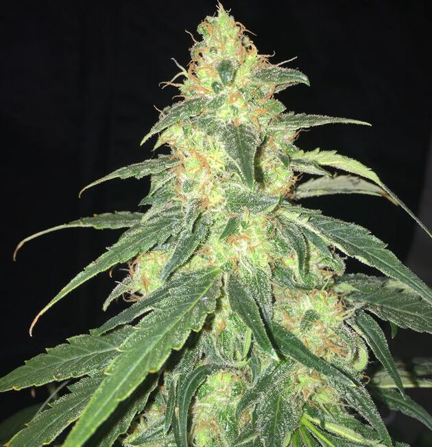 Cannabissamen S.A.G.E. CBD feminisiert von T.H. Seeds für Indoor und Outdoor – Bild 3