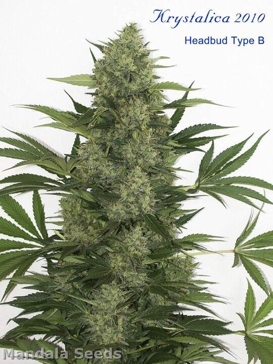 Graines de cannabis Krystalica Régulier de Mandala Seeds pour intérieur et extérieur – image 2