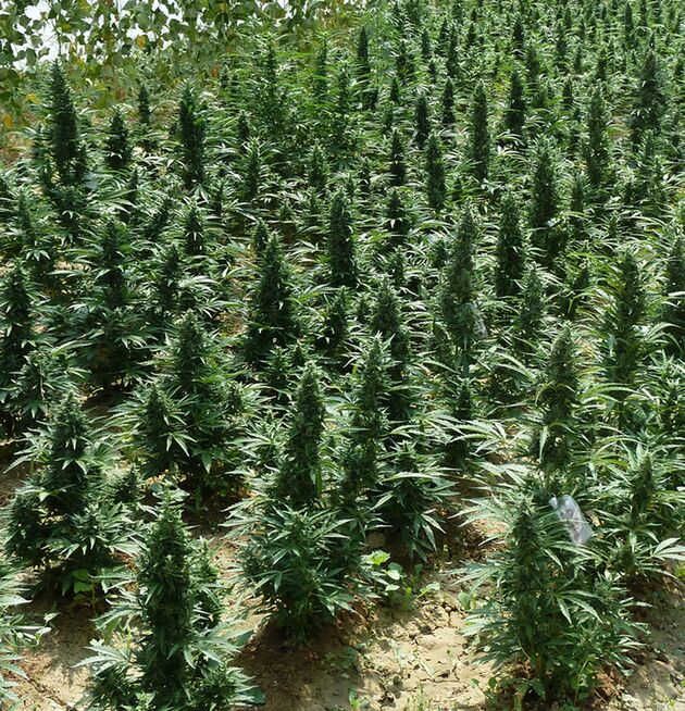 Cannabissamen Auto Northern Hog feminisiert von T.H. Seeds für Indoor und Outdoor – Bild 4