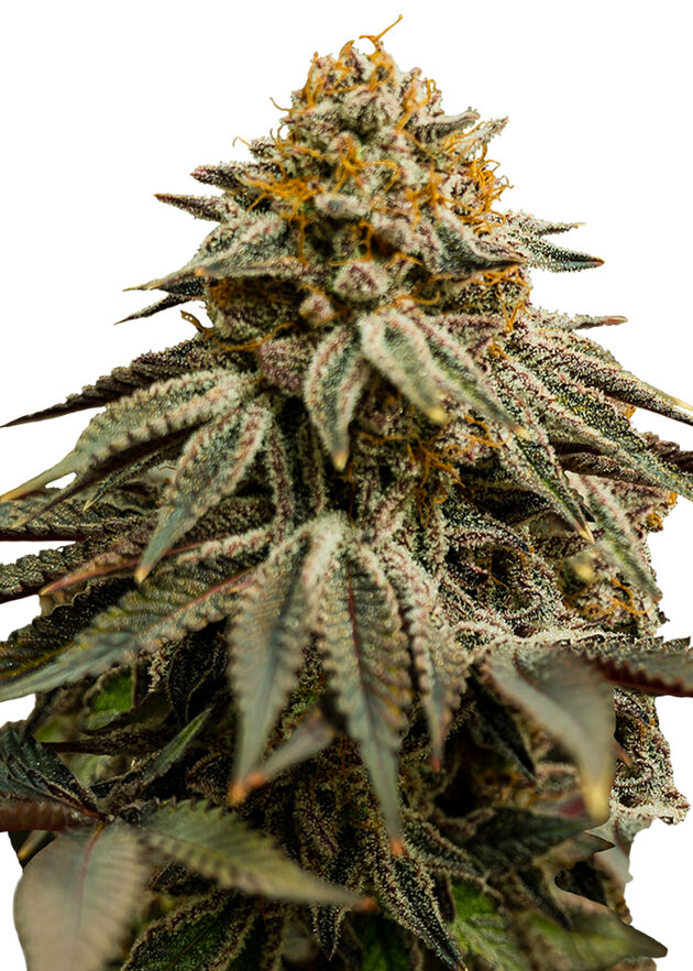 Graines de cannabis Royal Skywalker féminisées de Royal Queen Seeds pour intérieur et extérieur