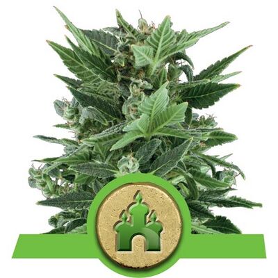 Auto Royal Kush