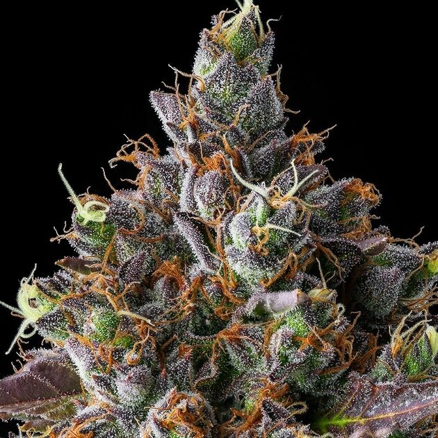 Cannabissamen Strawberry Skrilla feminisiert von Compound Genetics für Indoor und Outdoor – Bild 4