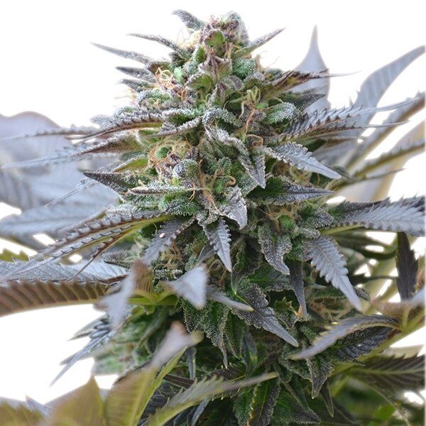 Cannabissamen Blue Mystic feminisiert von Royal Queen Seeds für Indoor und Outdoor – Bild 2