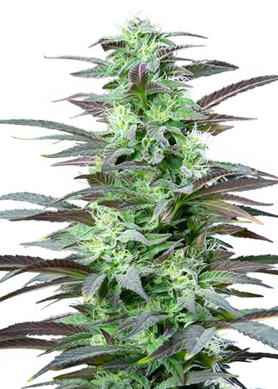 Skunk XL