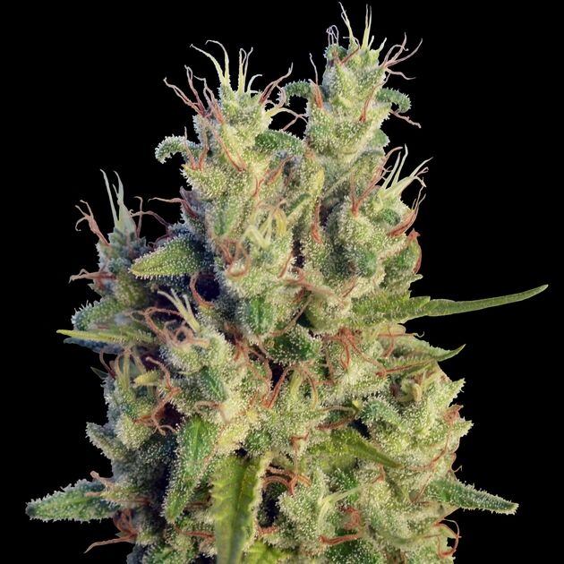 Graines de cannabis Super Malawi Haze Standard Régulier de Ace Seeds pour intérieur et extérieur – image 4