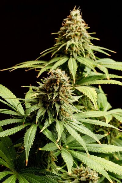 Hellfire OG