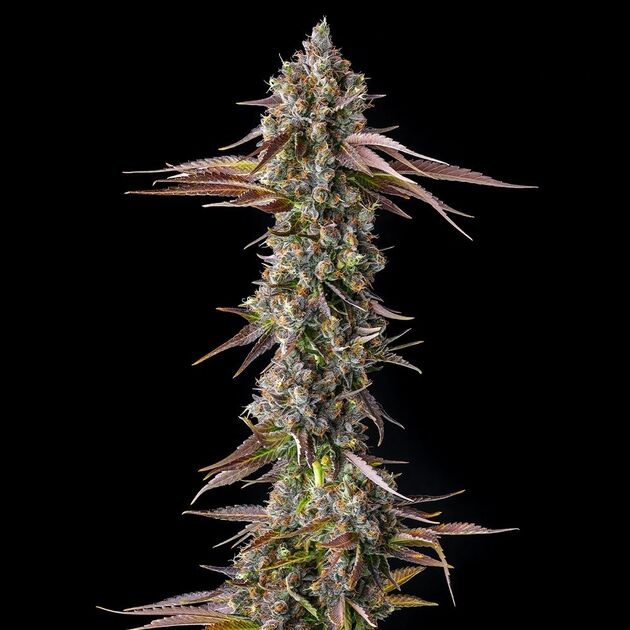 Cannabissamen Strawberry Skrilla feminisiert von Compound Genetics für Indoor und Outdoor – Bild 3