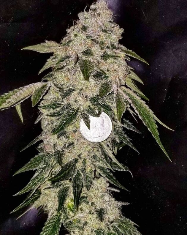 Cannabissamen Bohemian Highway Regulär von Lucky Dog Cannabis Co. für Indoor und Outdoor – Bild 3