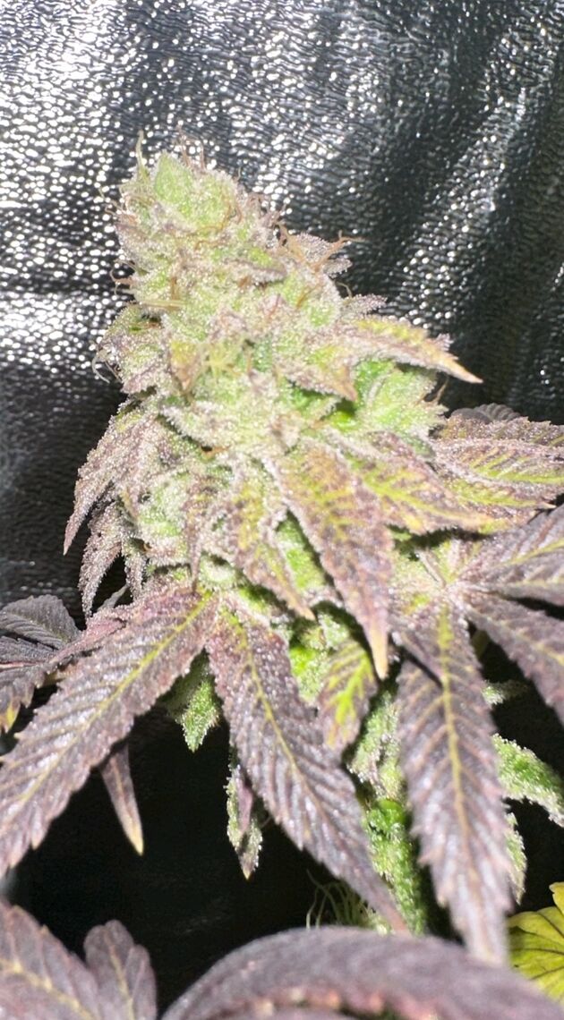 Cannabissamen Smoke Trail Regulär von Karma Genetics für Indoor und Outdoor – Bild 4