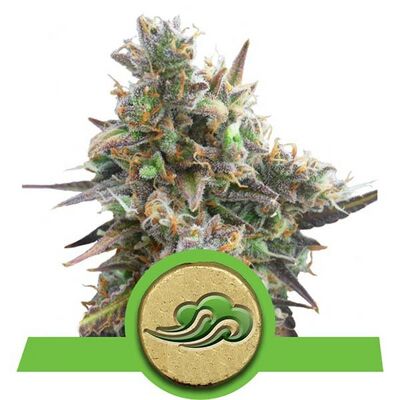 Auto Royal Bluematic