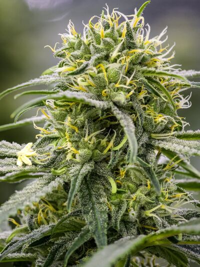 Durban-Thai x C99 Régulier