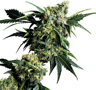 Mr. Nice G13 x Hash Plant Régulier