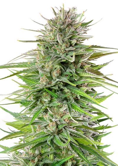 Blue Cheese