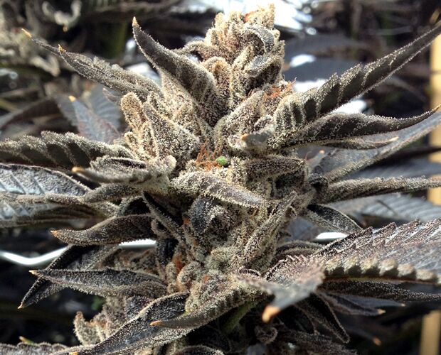 Cannabissamen Star Killer Regulär von Rare Dankness für Indoor und Outdoor – Bild 2