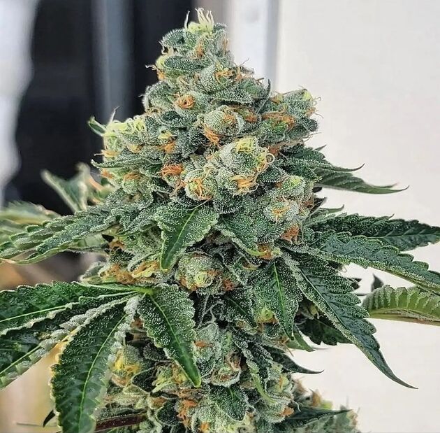 Cannabissamen Chem Fuego Regulär von Lucky Dog Cannabis Co. für Indoor und Outdoor – Bild 2
