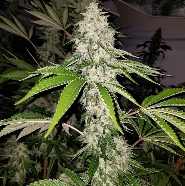 Cannabissamen Chem Fuego Regulär von Lucky Dog Cannabis Co. für Indoor und Outdoor – Bild 4