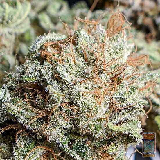 Dragons Dream Regular cannabis seeds by Dragons Flame Genetics for indoor and outdoor – image 2