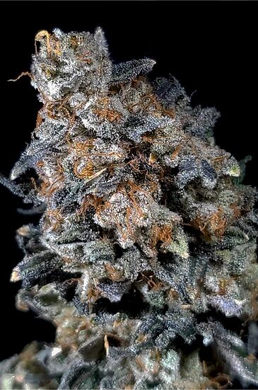 Triangle Death Skunk Regular