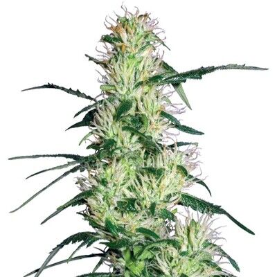 Purple Haze