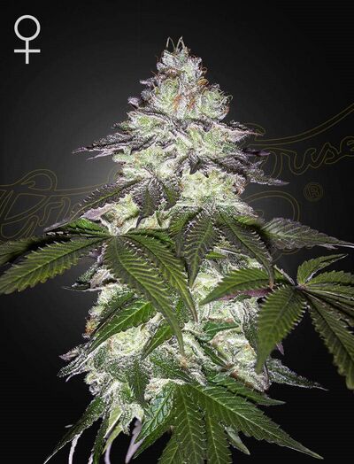 Milky Dreams