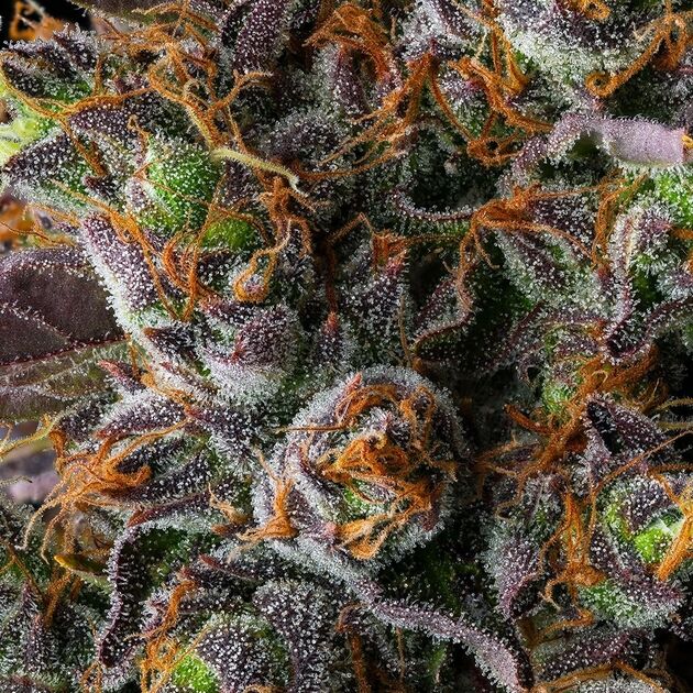 Cannabissamen Strawberry Skrilla feminisiert von Compound Genetics für Indoor und Outdoor – Bild 2