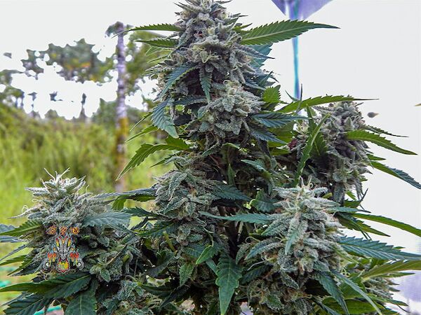 Celestial Dragon Regular cannabis seeds by Dragons Flame Genetics for indoor and outdoor – image 2