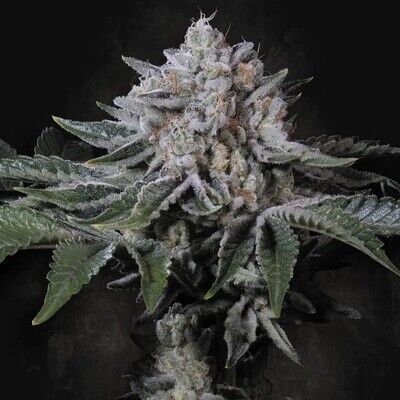 Peach Frosting - Limited Edition