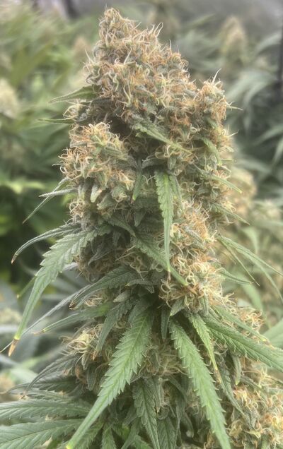 Erdbeer No. 2 aka Jurabeeri