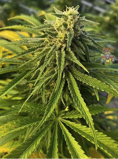 Zamal Dreams feminised cannabis seeds by Dragons Flame Genetics for indoor and outdoor – image 3