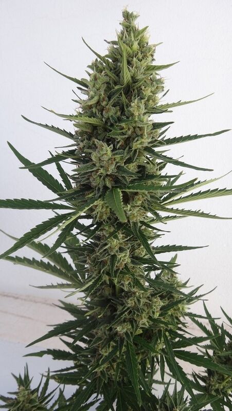 Cannabissamen Auto Malawi x Northern Lights feminisiert von Ace Seeds für Indoor und Outdoor – Bild 2