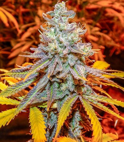 Dragon Stash F3 Red Version Regular