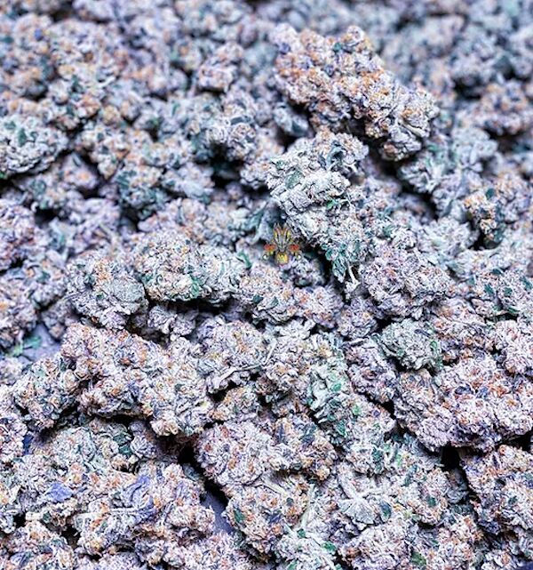 Grape Skunk Dog Regular cannabis seeds by Dragons Flame Genetics for indoor and outdoor – image 2