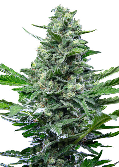 Auto Royal Critical
