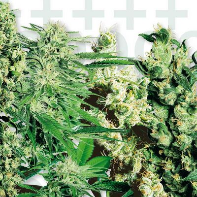 Feminized Mix
