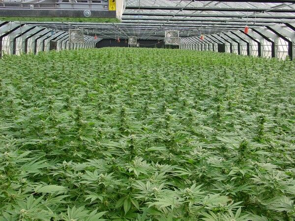 Early Queen Regular cannabis seeds by Mr. Nice for indoor and outdoor – image 2