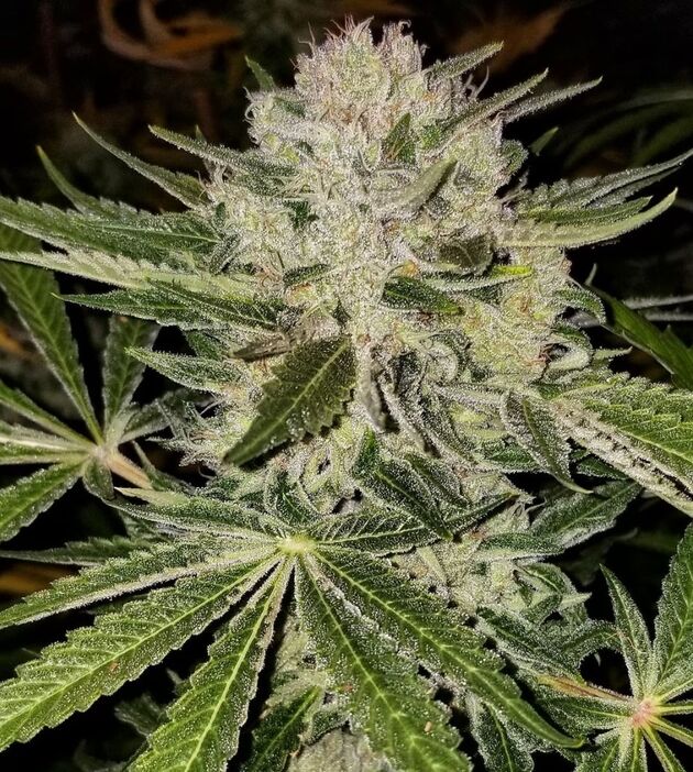 Cannabissamen Chem Flyer Regulär von Lucky Dog Cannabis Co. für Indoor und Outdoor – Bild 5