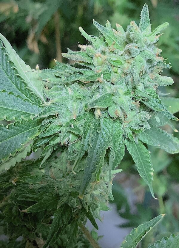 Cannabissamen Runtz S1 feminisiert von Elev8 Seeds für Indoor und Outdoor – Bild 2