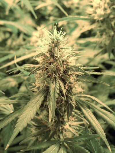 Super Skunk