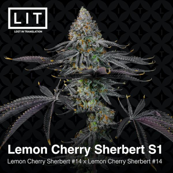 Cannabissamen Lemon Cherry Sherbert S1 feminisiert von LIT Farms – Bild 4